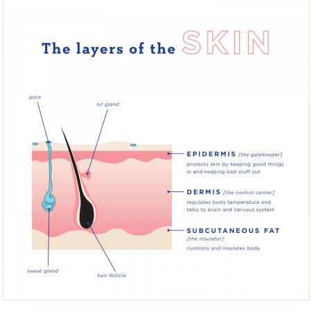 Skin chart displaying the layers of the skin